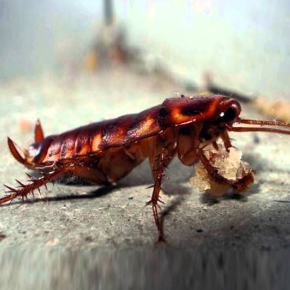 Kalorifer Böceği İlaçlama