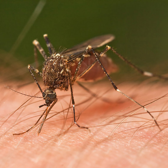 Sivrisinek İlaçlama