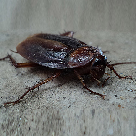 Hamam Böceği İlaçlama