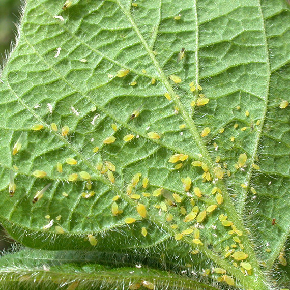 Bitki Biti İlaçlama