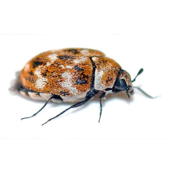 Deri Böceği İlaçlama