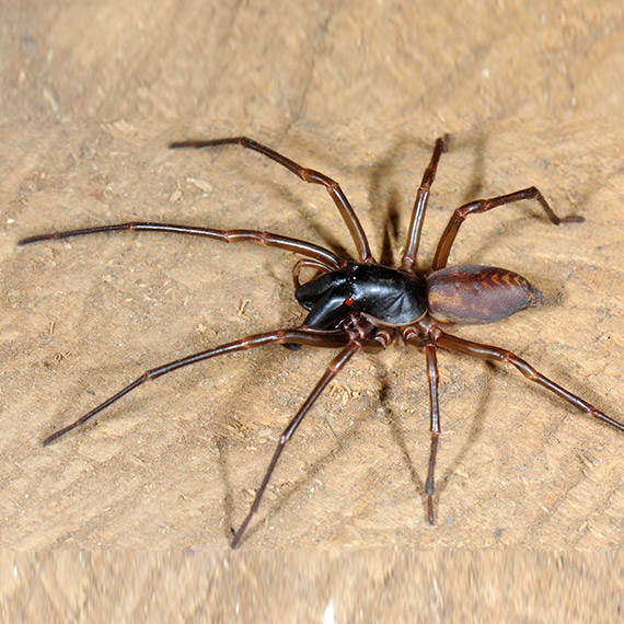 Örümcek İlaçlama